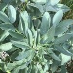 Vicia faba Hoja