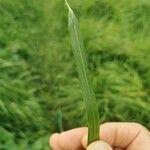 Setaria pumila পাতা