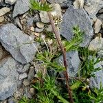 Achillea atrata Kôra