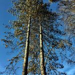 Pinus ponderosa Habitatea