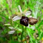 Ophrys sphegodes Flor