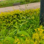 Urochloa setigera Flor