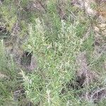 Salvia jordanii List