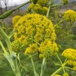 Ferula communis Λουλούδι