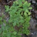 Aeonium goochiae Hoja