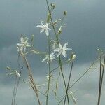 Anthericum ramosum Blüte