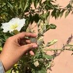 Ipomoea arborescens Flower