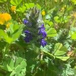 Ajuga genevensisКвітка