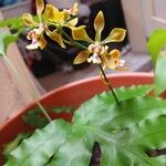 Encyclia tampensis Flower