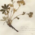 Potentilla valderia Libunga
