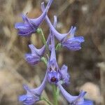 Delphinium gracile 花