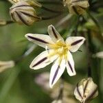 Triteleia hendersonii Flower