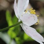 Anemonoides nemorosa Květ