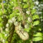 Polystichum setiferum Φύλλο