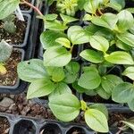 Peperomia glabella Leaf