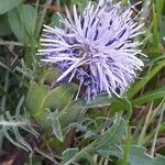 Carthamus mitissimus Flower