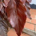 Acalypha wilkesiana Leaf