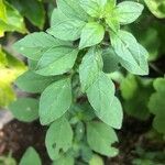 Amaranthus graecizans पत्ता