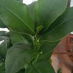 Citrus × latifolia Leaf