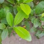 Erythroxylum coca ഇല