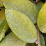 Hoya carnosa পাতা