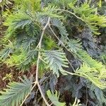 Vachellia macracantha पत्ता