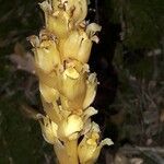 Orobanche flava Fruto