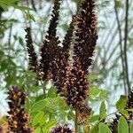 Amorpha fruticosaÕis