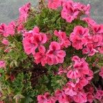 Pelargonium grandiflorum Fleur