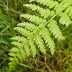 Athyrium filix-femina Feuille