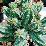 Euphorbia seibanica Liść