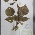 Erythrina stricta Otro