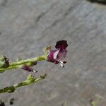 Scrophularia canina ᱵᱟᱦᱟ