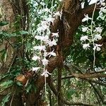 Dendrobium aphyllum Kukka