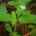 Richardia brasiliensis Leaf