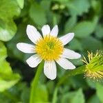 Caltha leptosepala Fiore