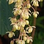 Humulus lupulus 花