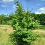 Crataegus monogyna Habitat