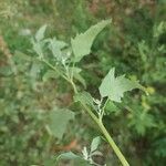 Chenopodium opulifolium Leaf