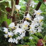 Begonia angularis Цвят