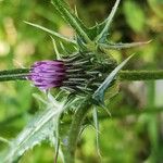 Notobasis syriaca 花