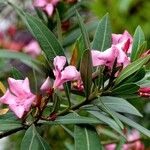 Nerium oleander Συνήθη χαρακτηριστικά