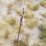 Corynephorus canescens 花