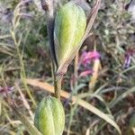 Gladiolus illyricus Плід