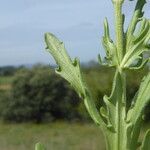 Valeriana discoidea Folha