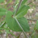 Lathyrus oleraceus Žievė