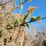 Tamarix africana Leaf