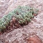 Euphorbia resinifera Leaf