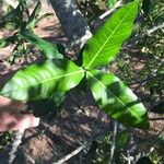 Garcinia livingstonei Blad