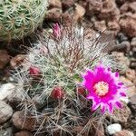 Mammillaria wrightii Hoja